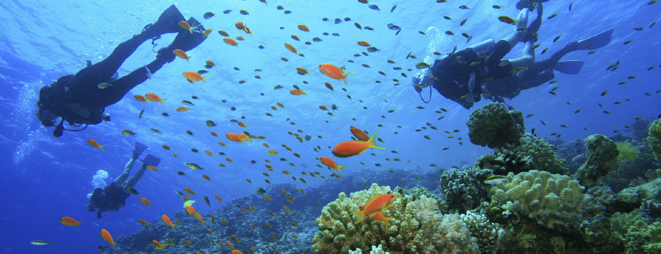 scuba diving tours san francisco